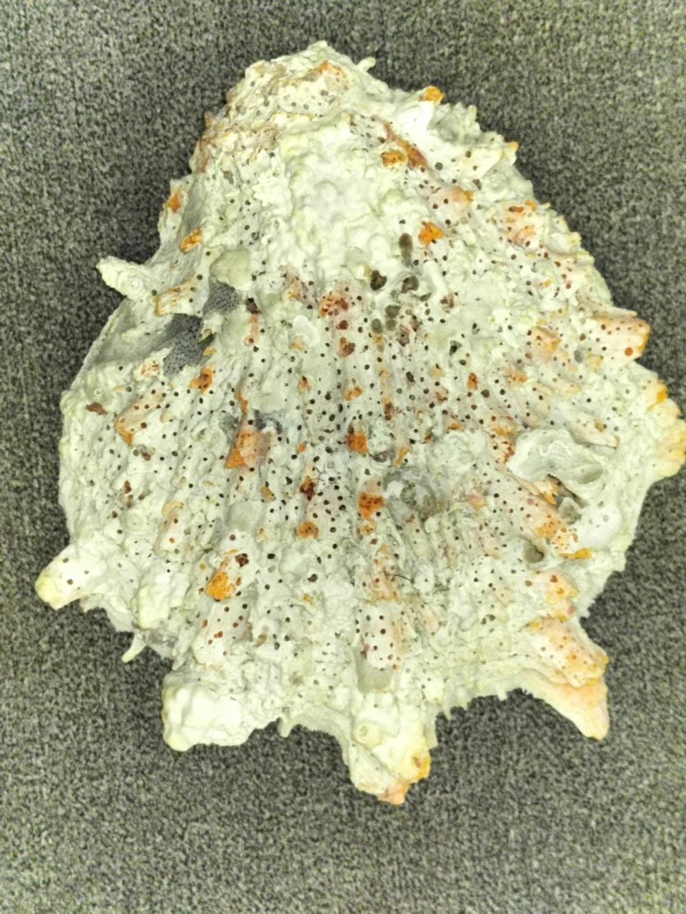 Vintage Giant 6" Spiny Oyster Shell (Spondylus limbatus) Decor